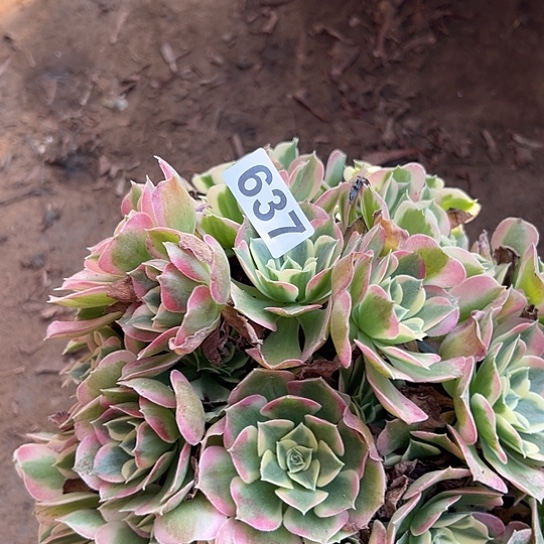 淳***多肉植物一个粉637