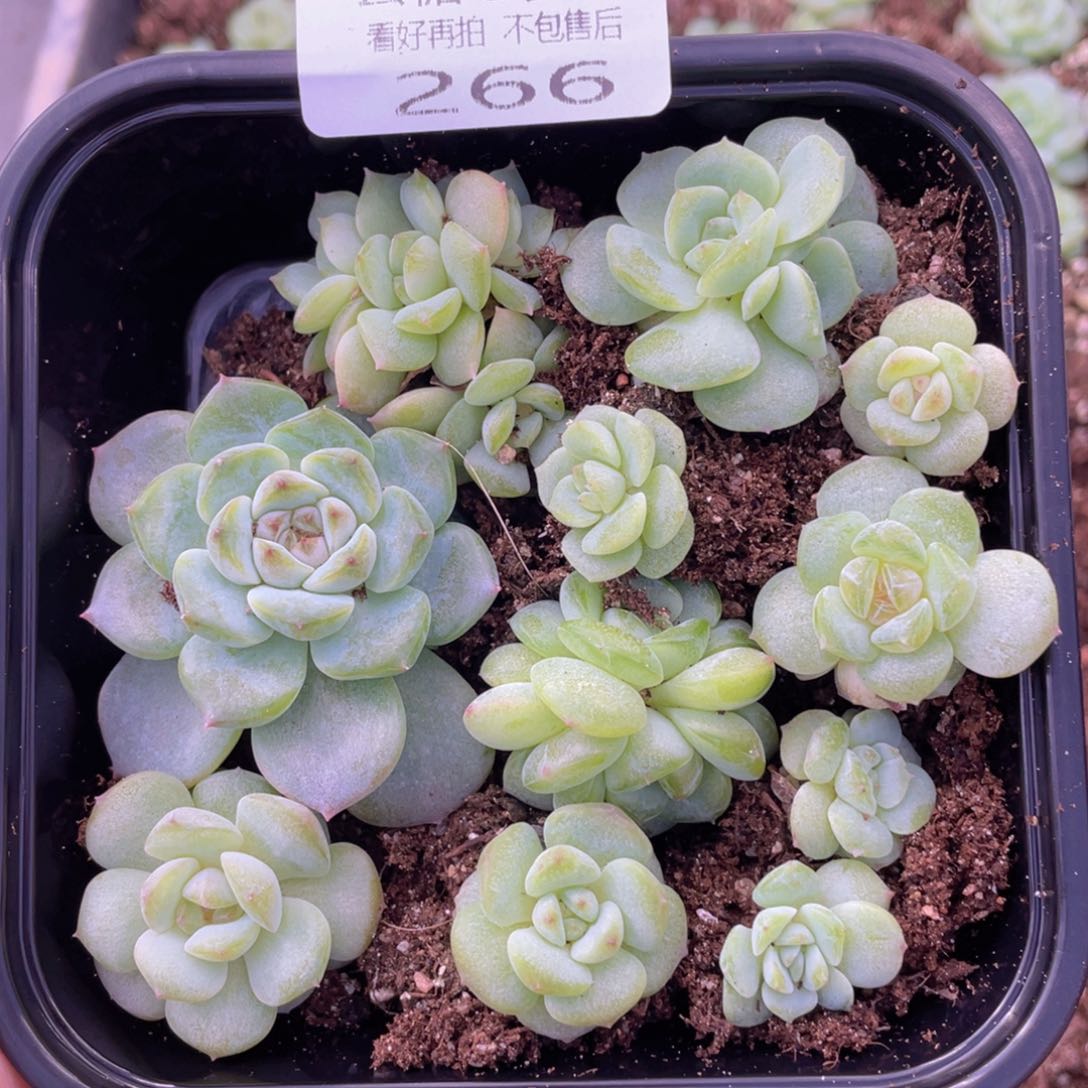 云糖心多肉植物266