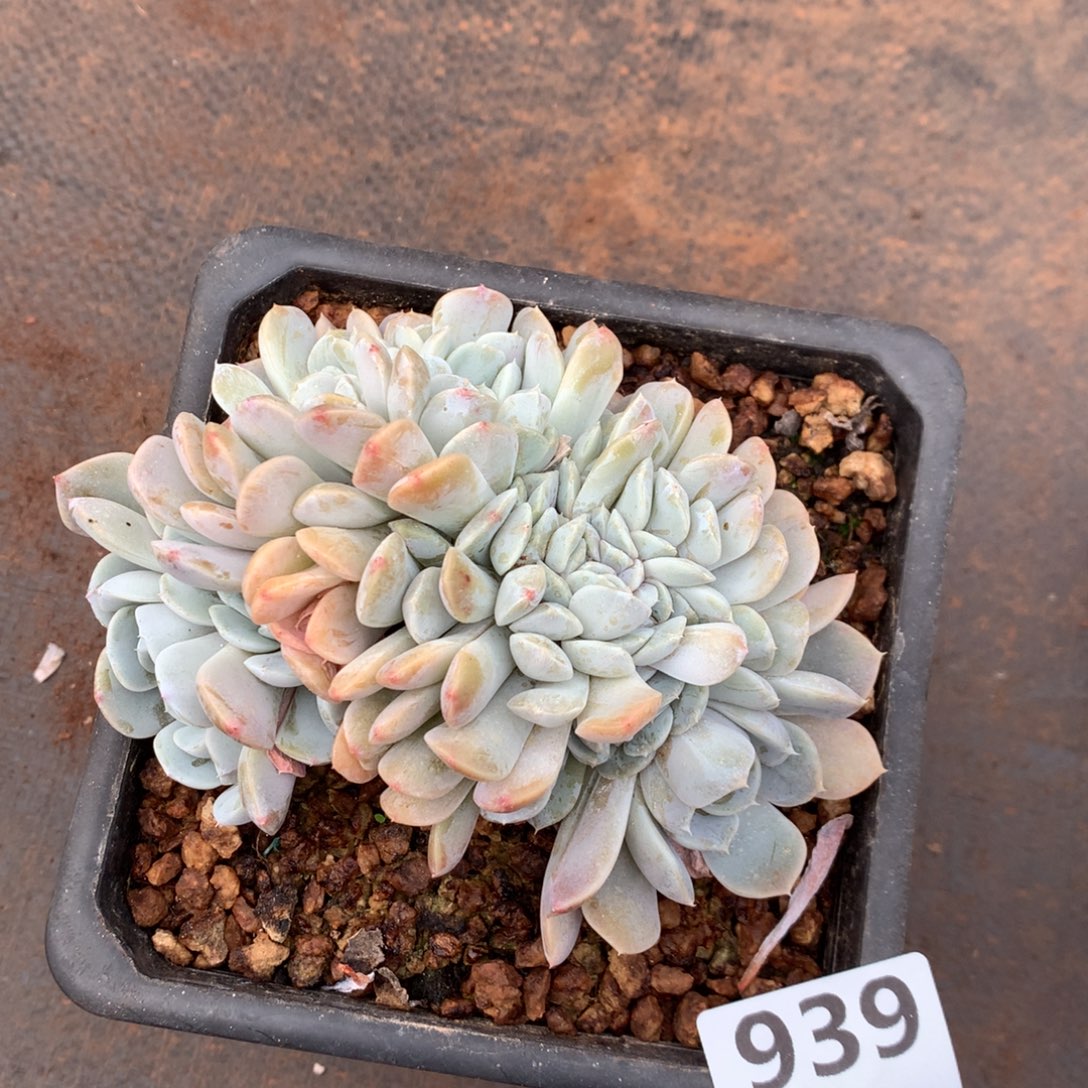 用***7939号新疆西藏内蒙古不包邮的