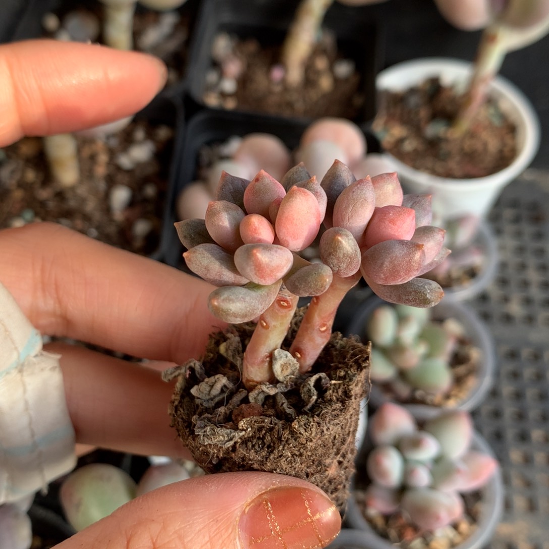 蓝莓，不满28发叶片一片，发到付