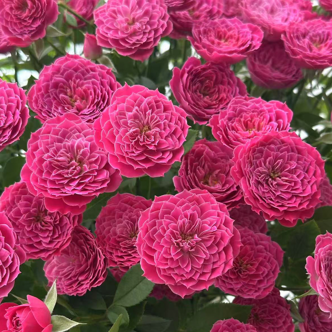 【馨怡玫瑰】马里奥塔  任拍三单顺丰空运包邮鲜切花10支装家居