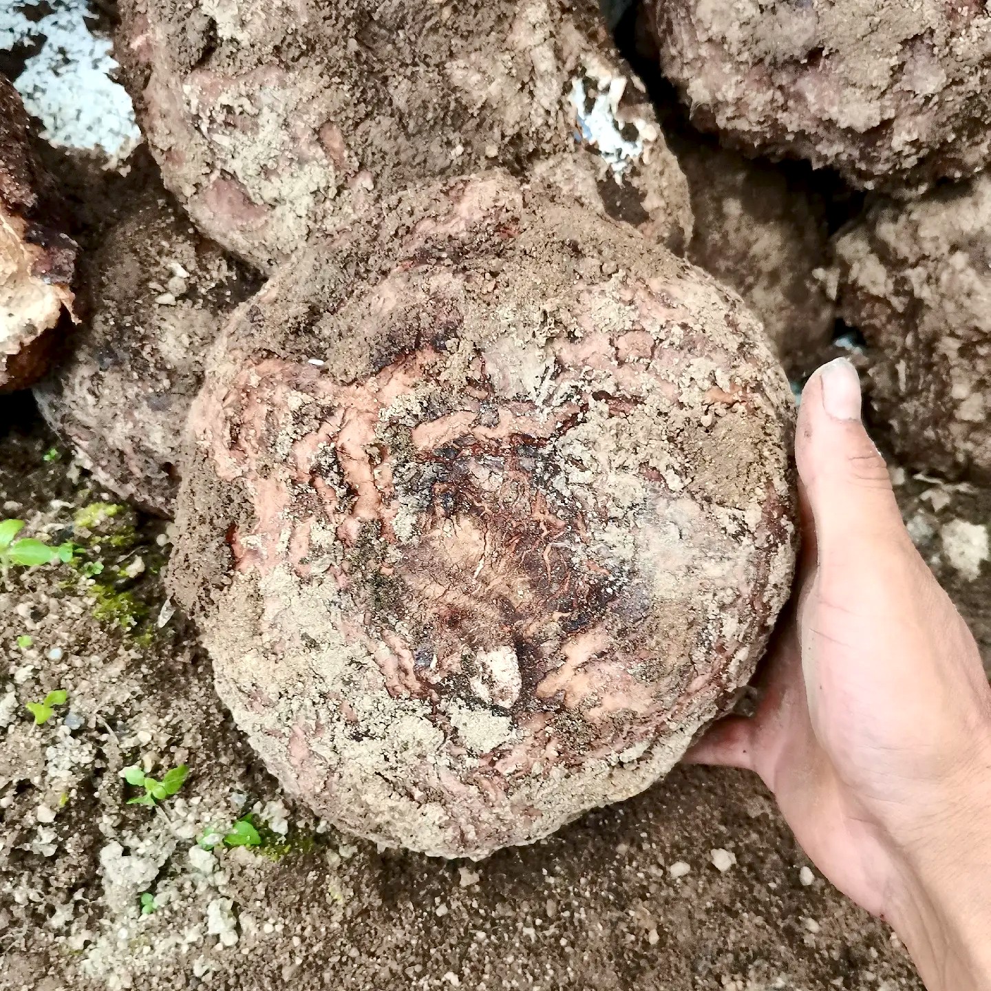 贵州深山野生茯苓 无硫熏制 健康食材 500克起卖 免费包邮