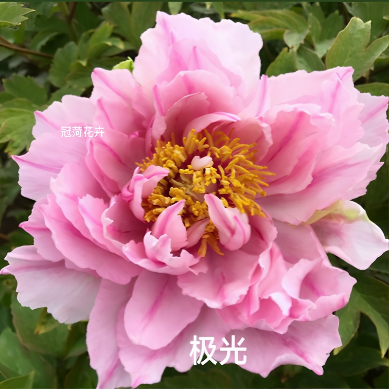 【极光】日系牡丹花苗芍药根嫁接苗