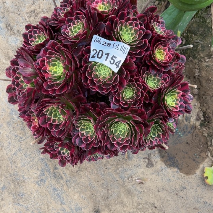 20154朝霞多肉植物