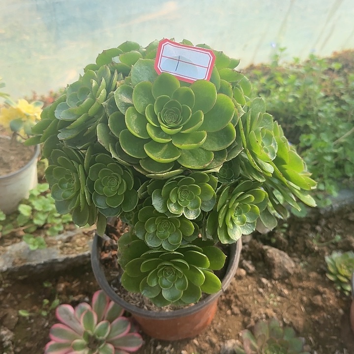 多肉植物万拉丝1号无售后