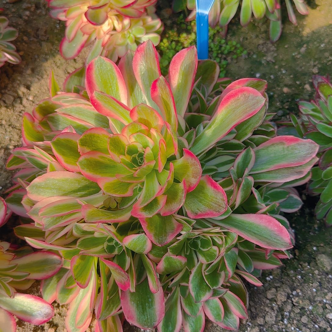 1122女郎多肉哦哦哦哦哦