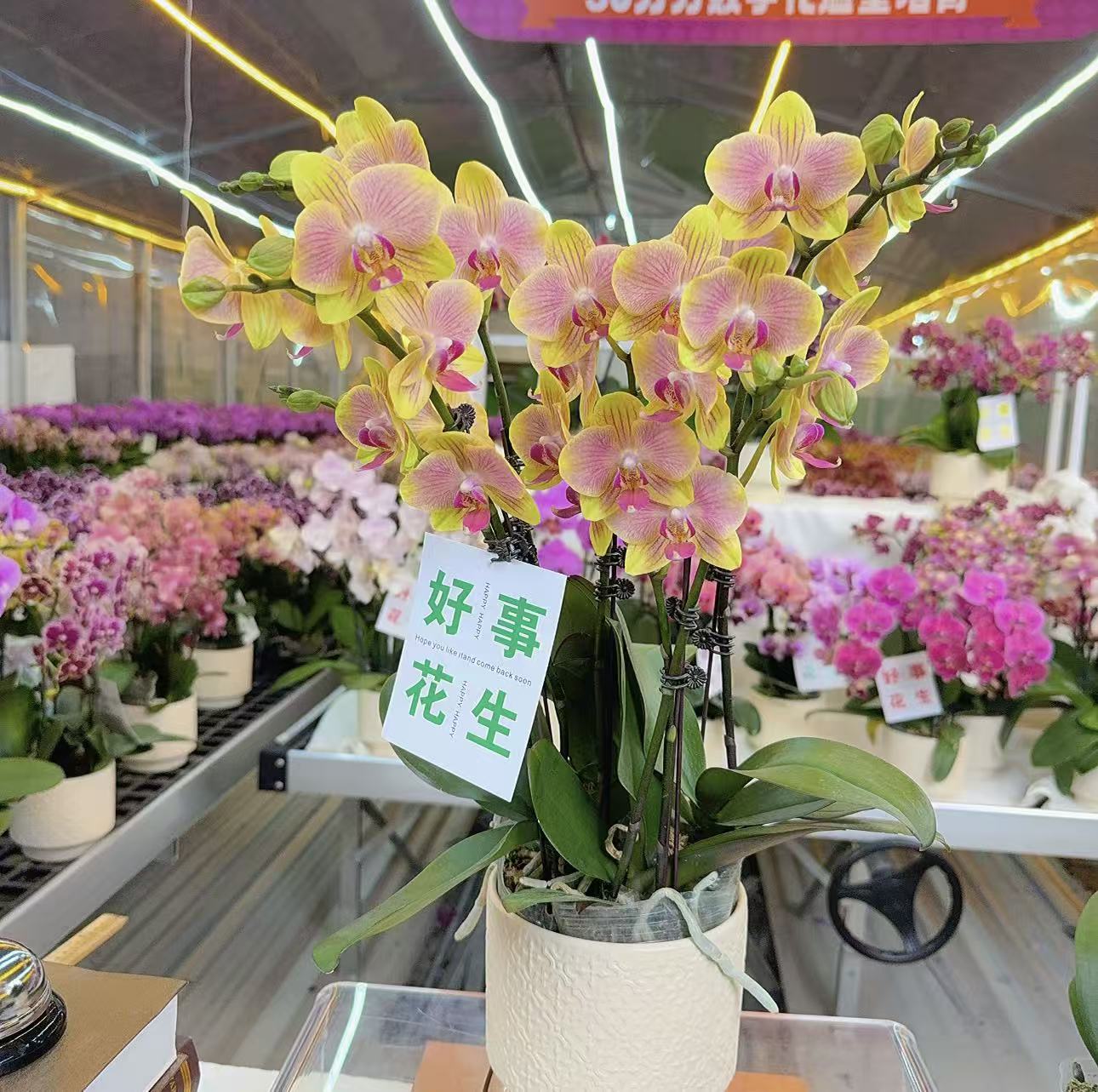 精选蝴蝶兰【金元宝】柠檬黄色系室内花卉绿植长花期 基地直发