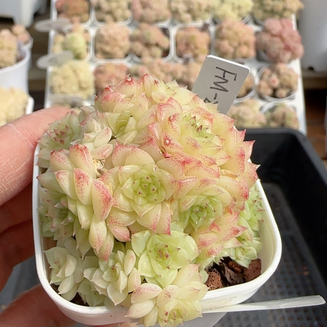 原****啊【闪购商品】0210-111（fm-29）