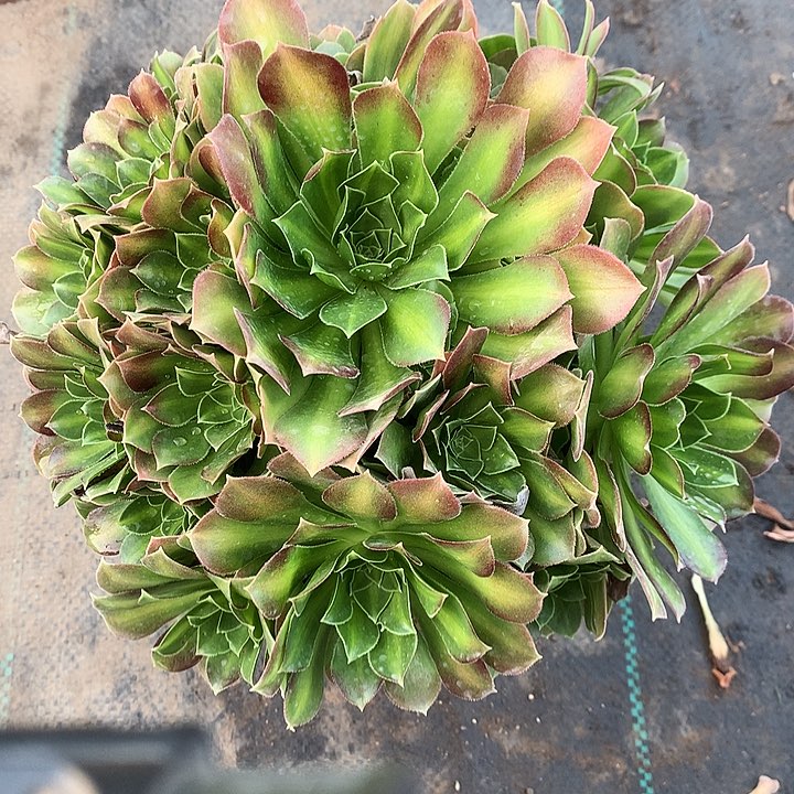 317韶华菊多肉植物