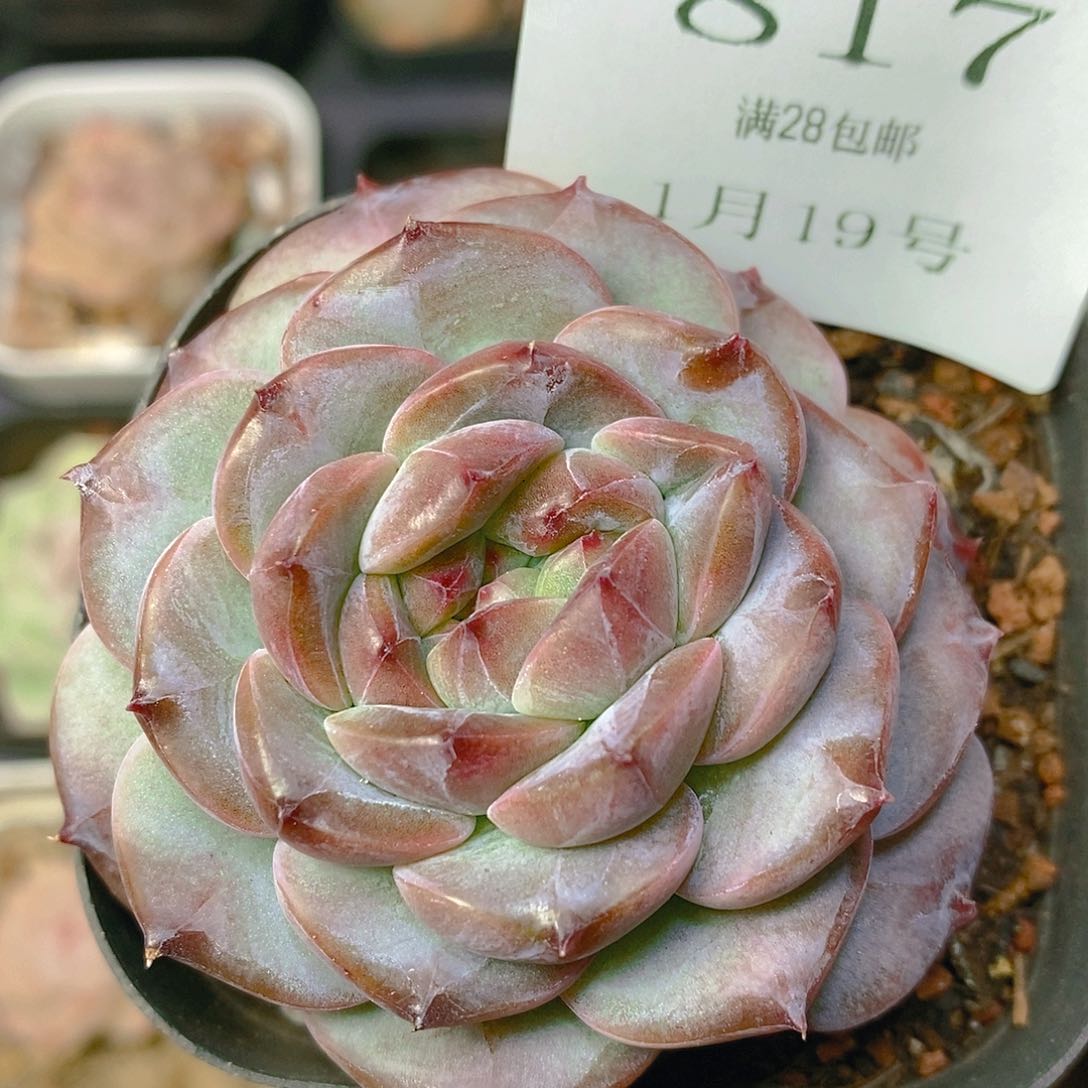 【闪购商品】云817