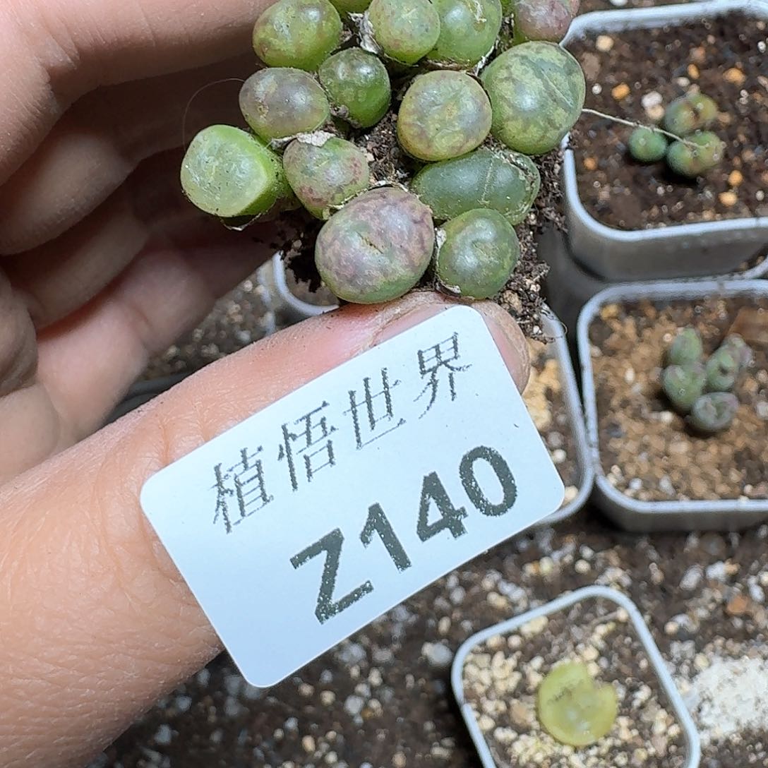 140号多肉植物哇c c