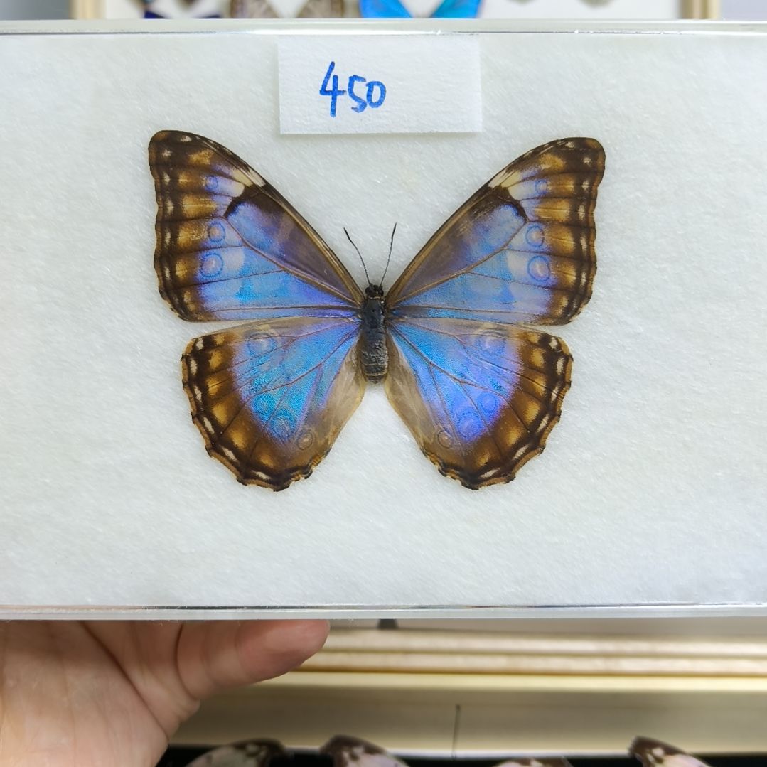 真蝴蝶标本一物一拍