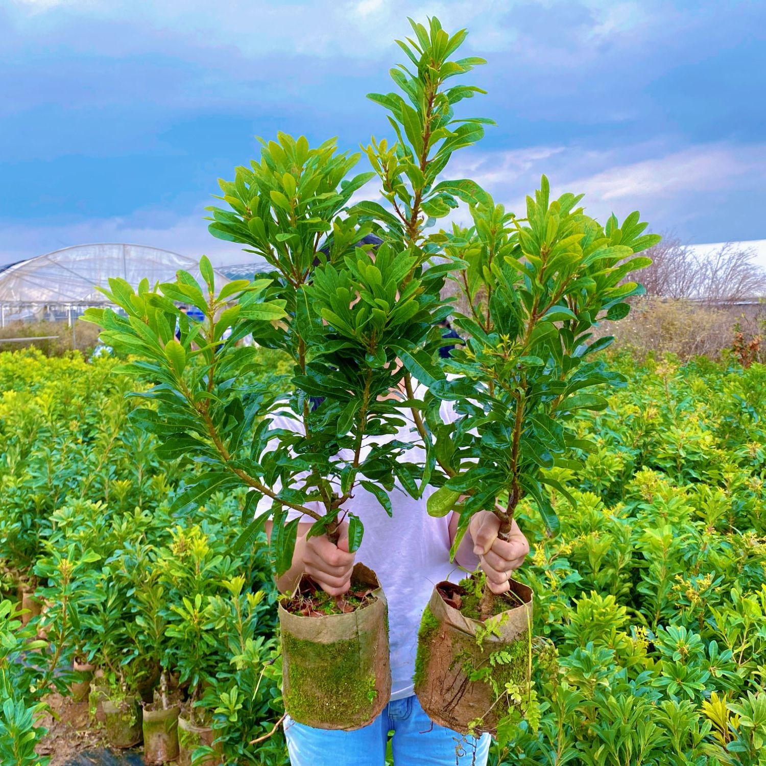 【3年苗专拍链接】直播间东魁/黑炭杨梅杨梅树苗嫁接苗带土带叶发货