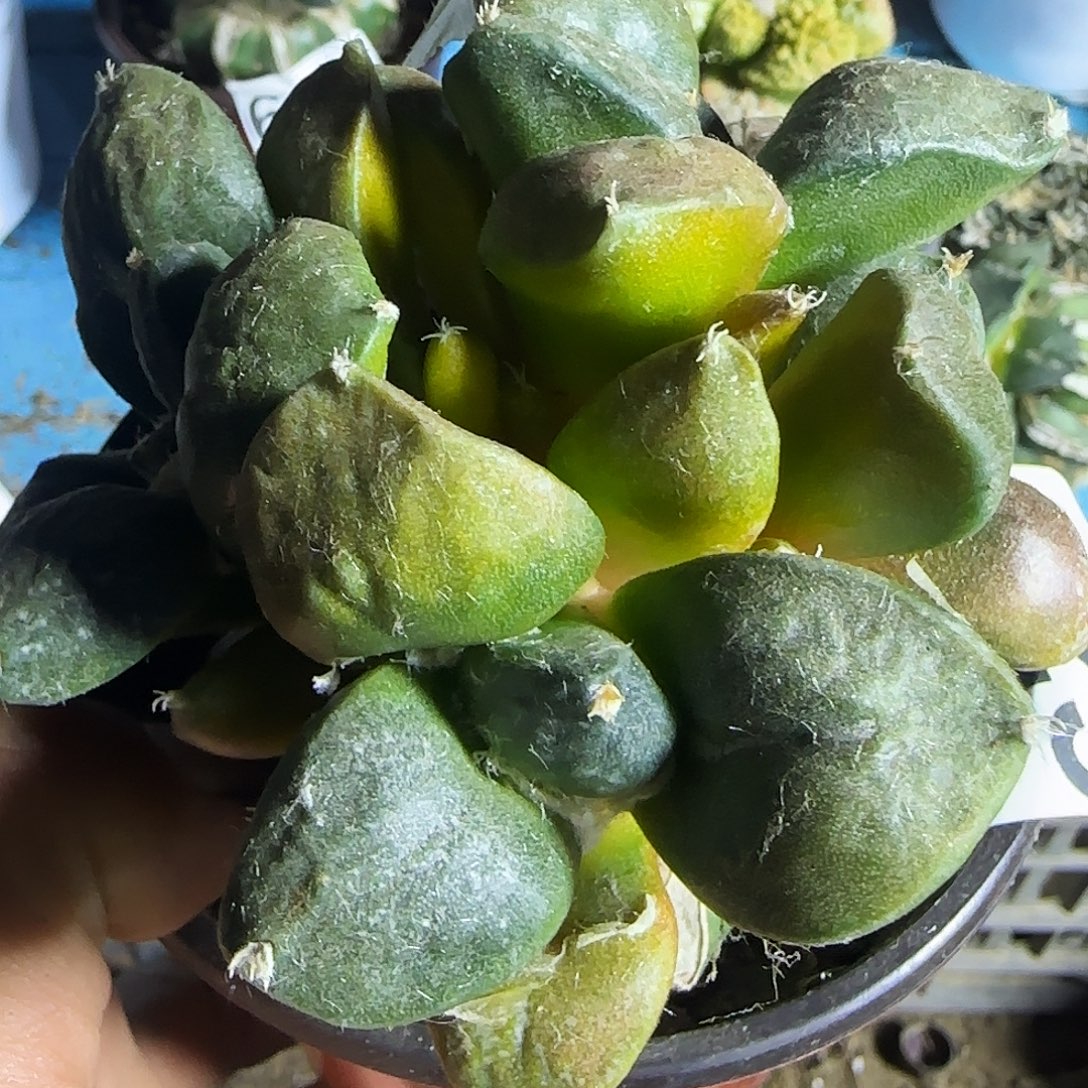 四头牛舌锦825。        