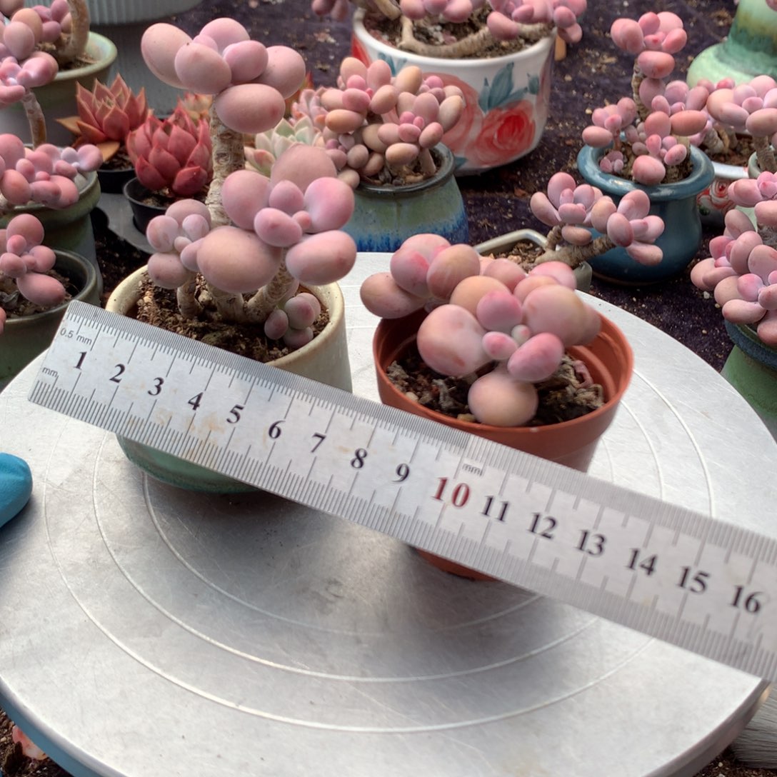 2颗带盆偏远地区不包邮的右不带盆