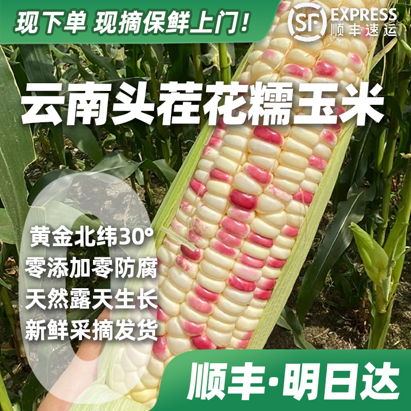 【顺丰·明天到】云南头茬花糯玉米露天种植新鲜现摘带叶带壳现发包邮带箱顺丰上门售后保障3.2~7.5斤上海市