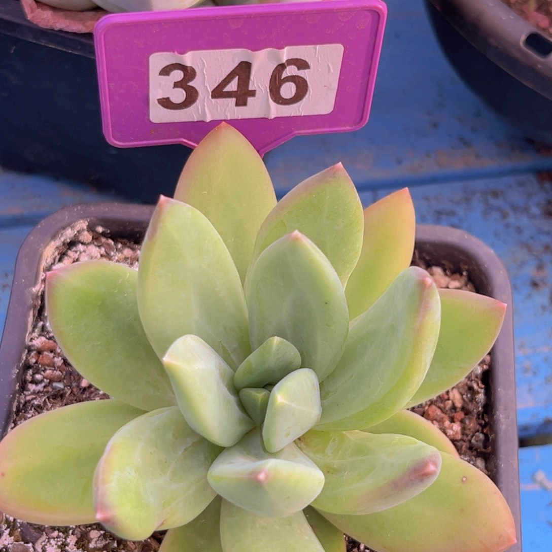 海洋之歌多肉植物346