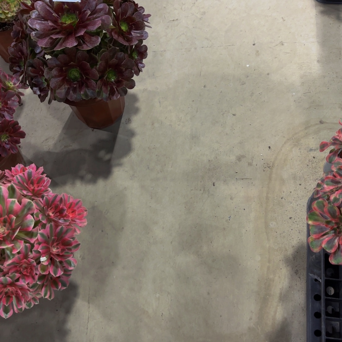 *****无花朵链接1111111