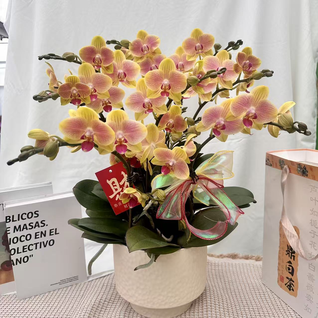 花世界蝴蝶蘭【粉千金】 金黄色系蜡质花花 皮实好养 花期超长