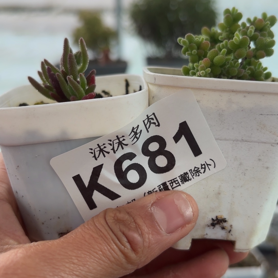 嘻***^681狐尾和蜜橘组合