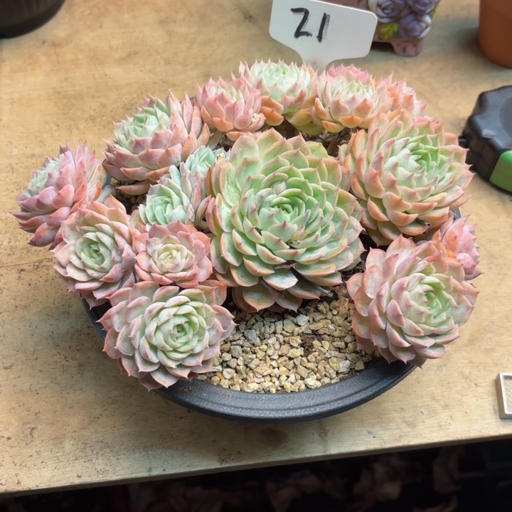 多肉植物，昂斯若21号