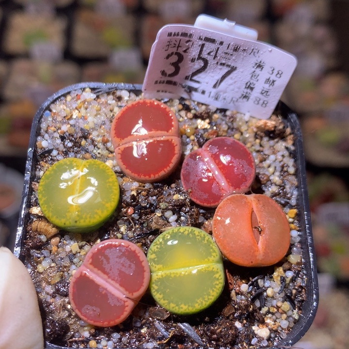 精品生石花214.327