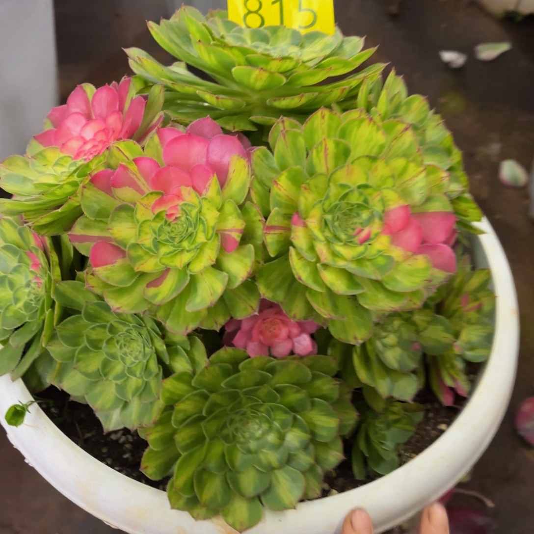 哈哈多肉植物知否815