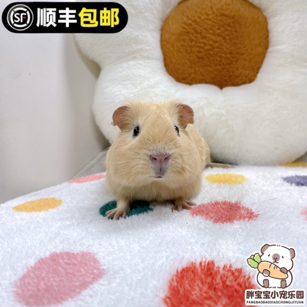 奶黄英短妹妹 活体豚鼠
