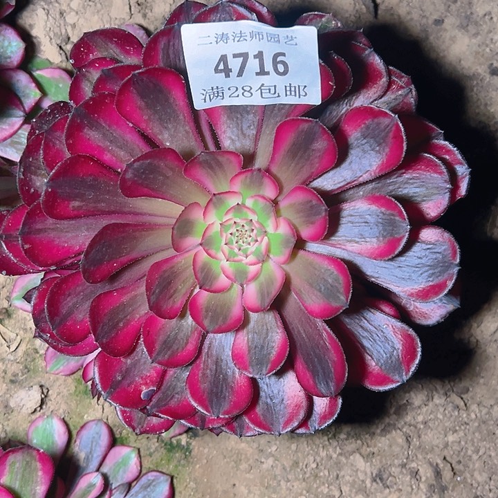 4716红铜白多肉植物保护