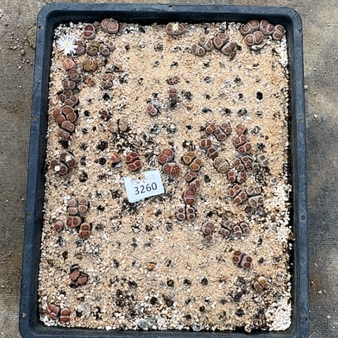 英*3260，菊红窗清框特价脱发货