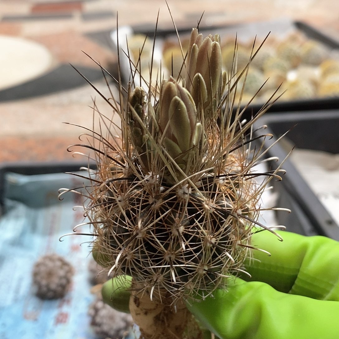 实生金罗莎仙人球