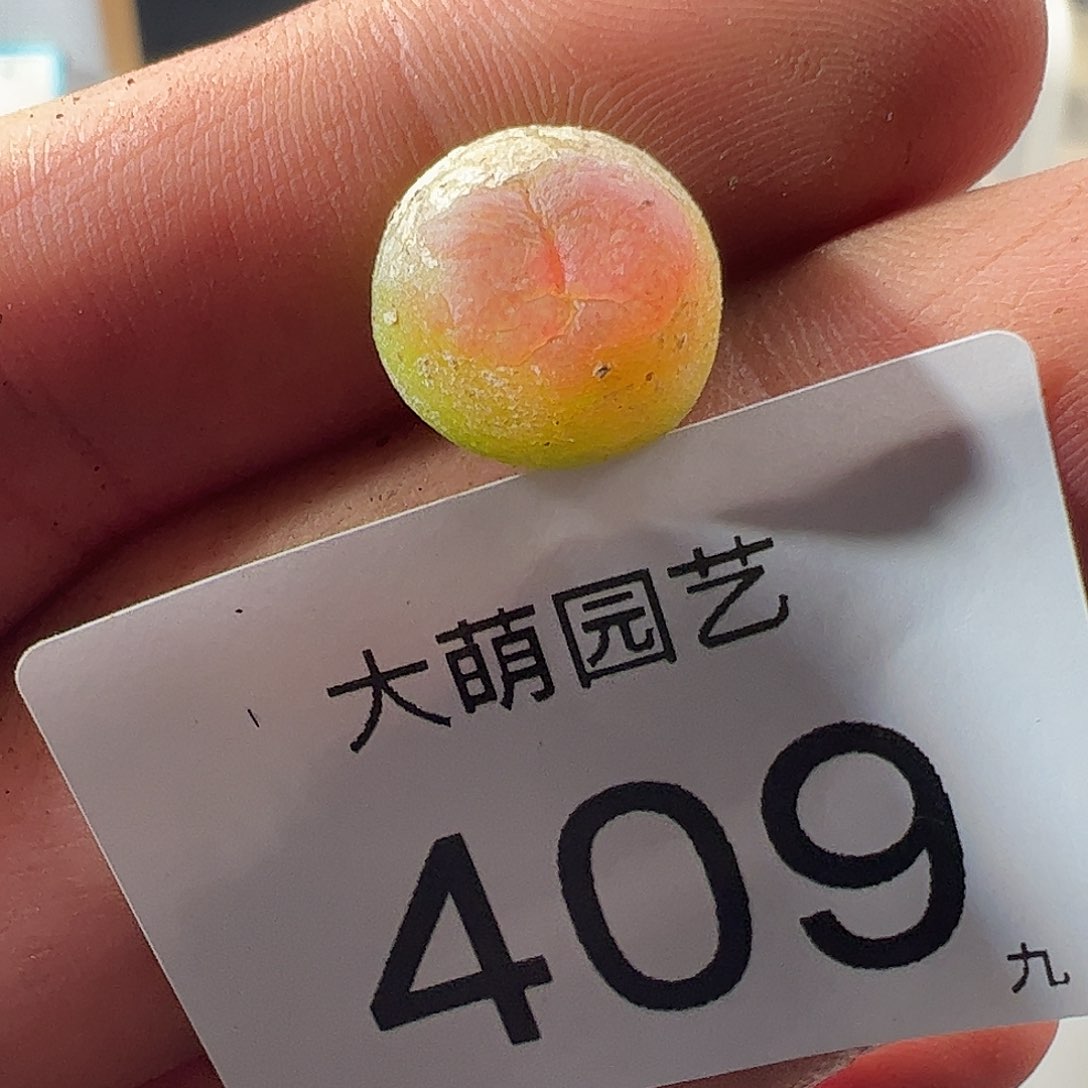 0000409 一物一拍……