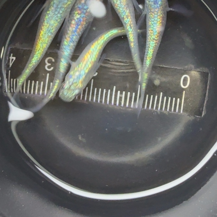 青鳉鱼海王星20号