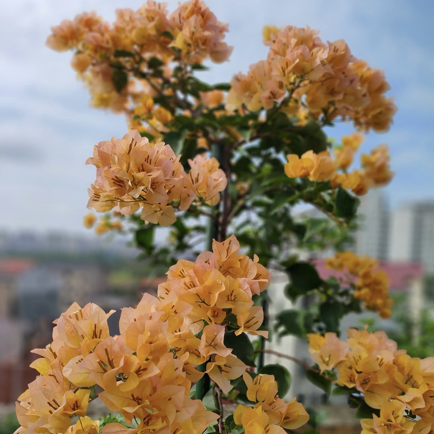 298漳州三角梅耐寒四季开花庭院花卉