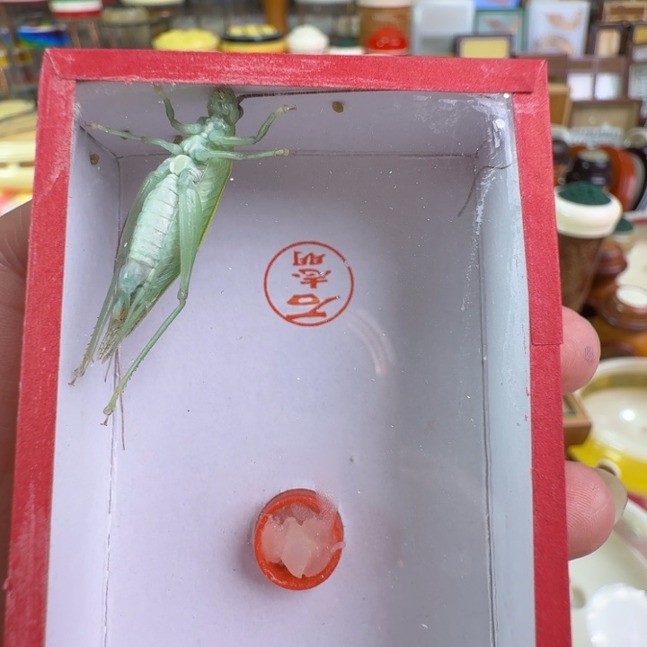 蟋蟀石老师顶须单口金钟一只