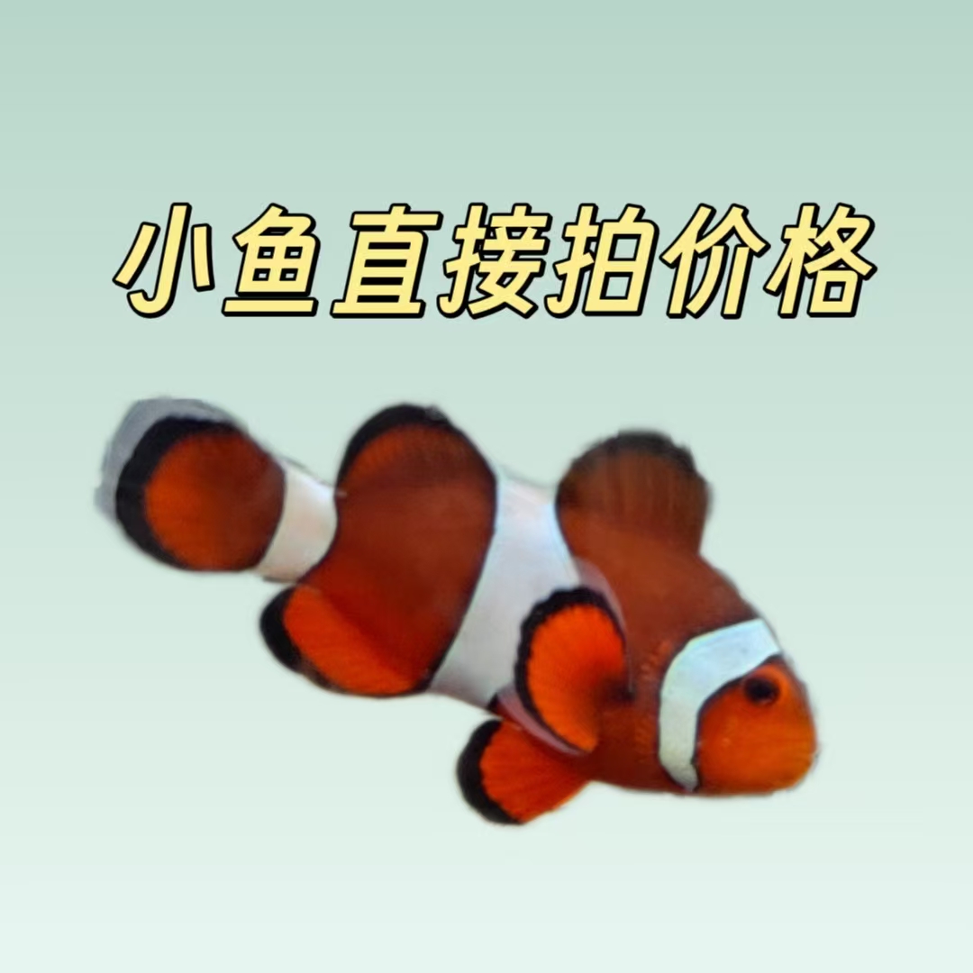 公子专拍 巴东野生公子