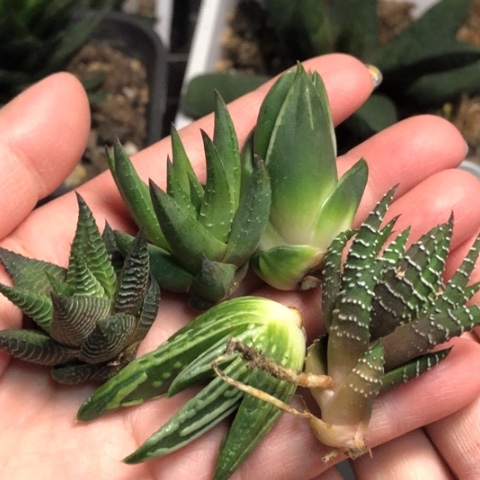 白折瑞鹤白马青瞳天使硬叶5颗一起发货