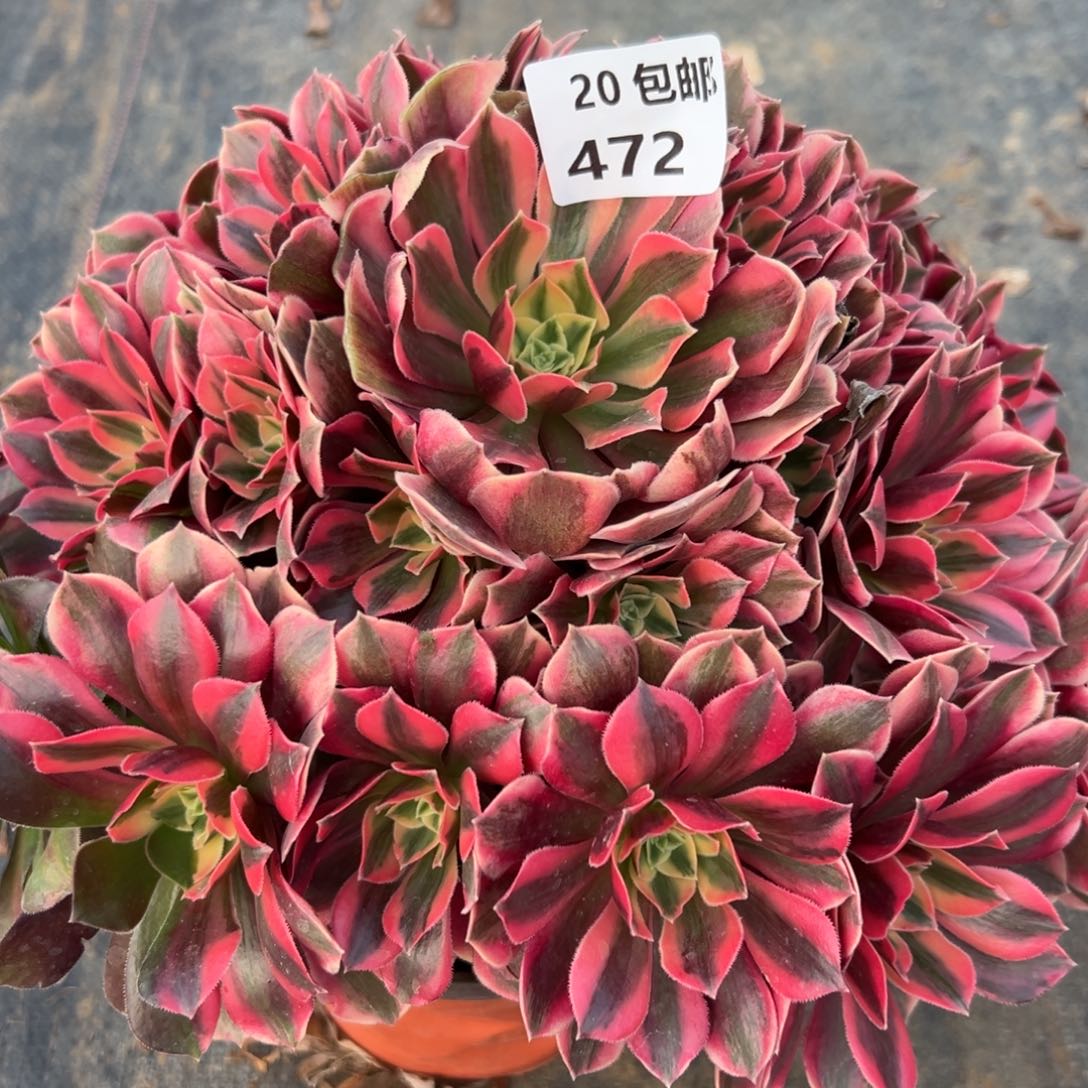 472女妖，满20包邮嘟叮熊