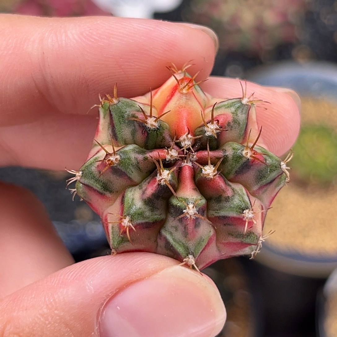 美人鱼 米哈仙人球