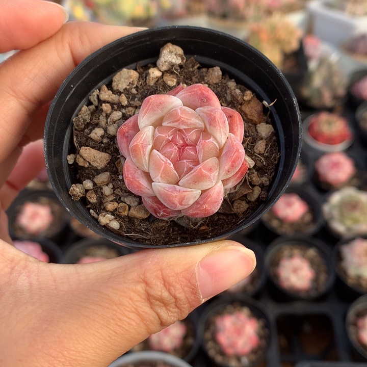 精控溏心多肉单头