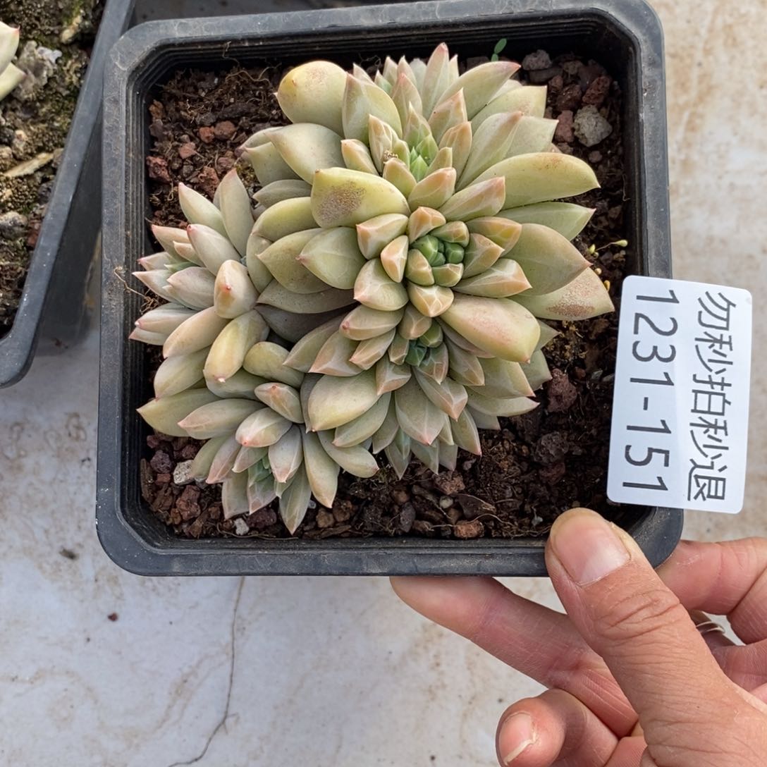 两单包邮1231-151美人