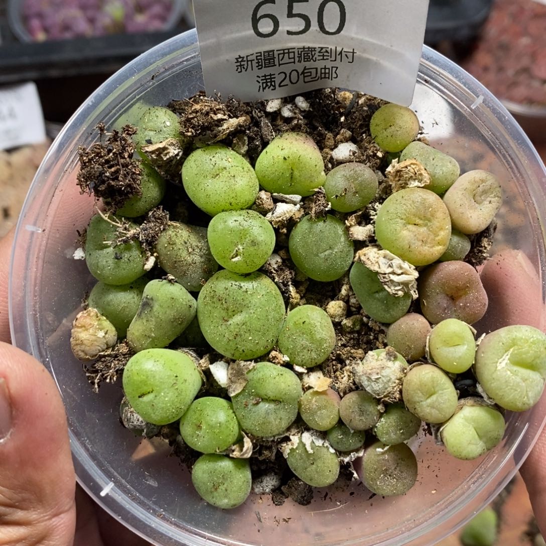 多肉蛋炒饭感谢您相伴650