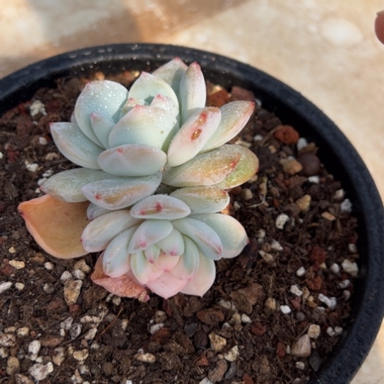 .*橙梦露锦 夏鸣园艺