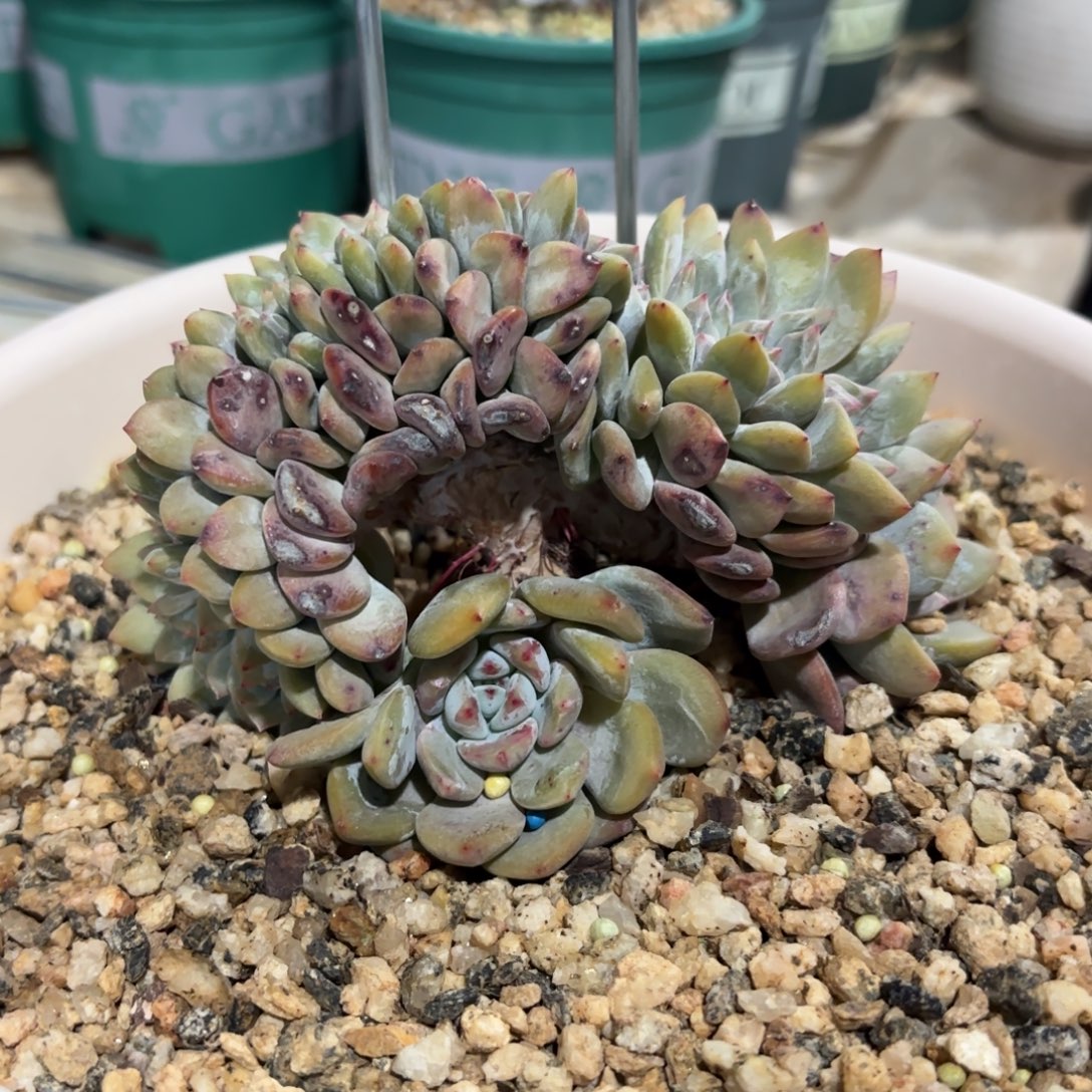 叶插橙梦露缀化，小脸的。