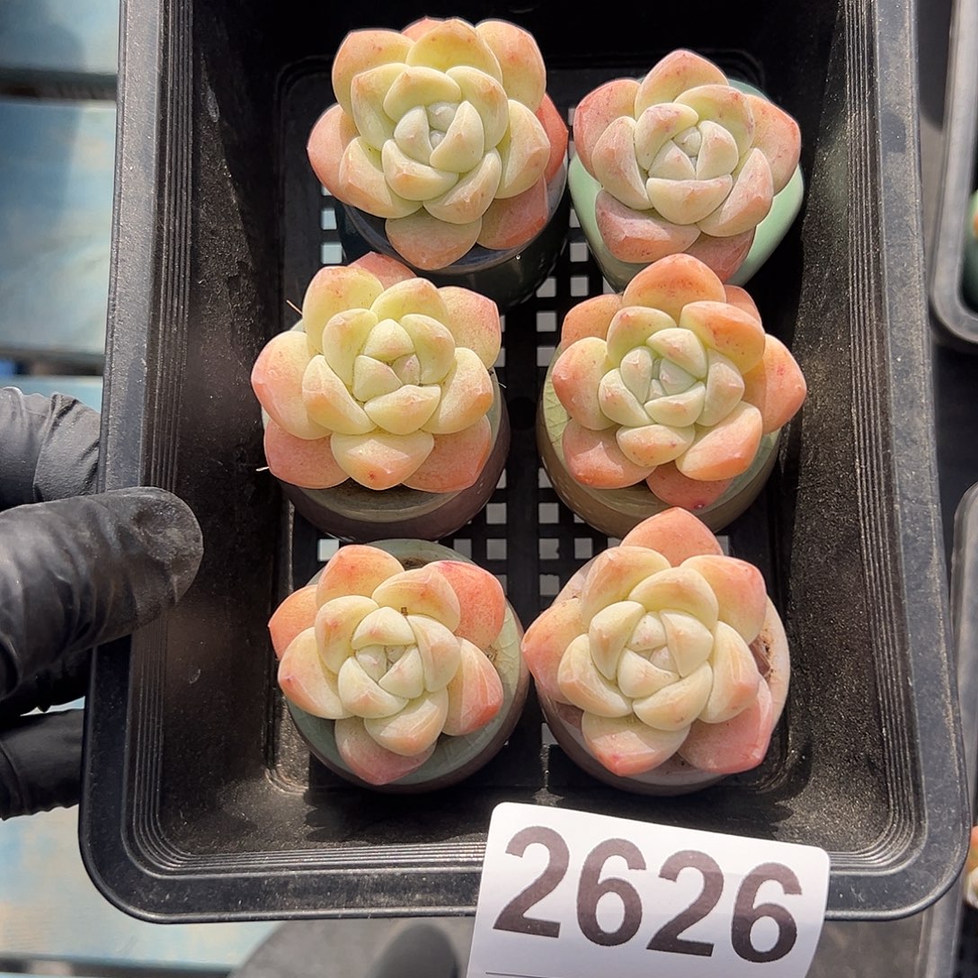 2626，六个单头冰玉带盆发