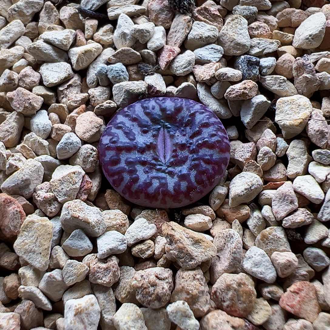 优选安珍，红纹，带盆发货。