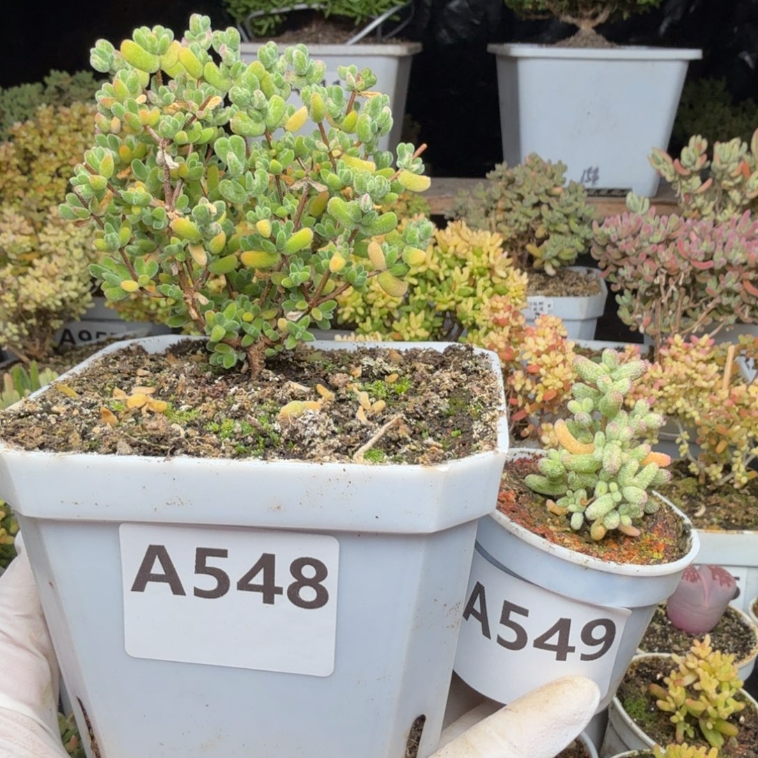 ****困A548月曲枝干549白虎班锦