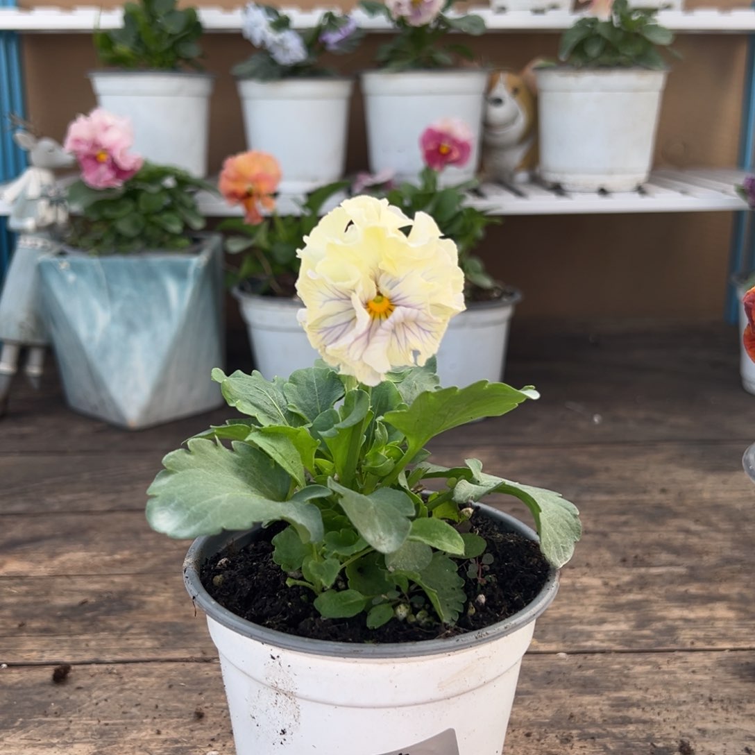 【闪购商品】完全开放112号