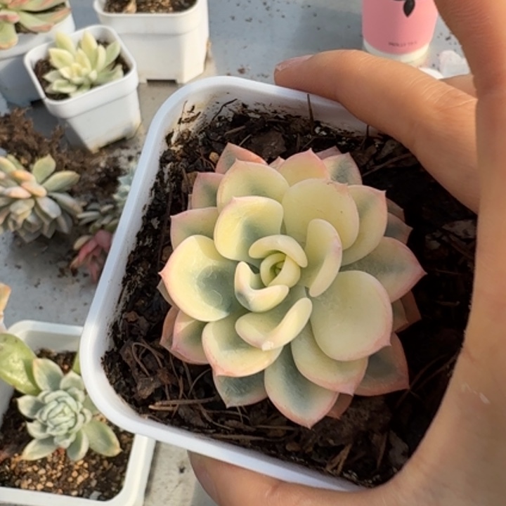 美尻锦多肉植物一物一拍