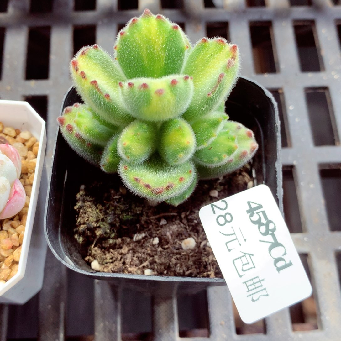 5厘米盆精控多肉4587